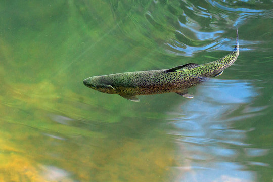 The rainbow trout (Oncorhynchus mykiss) in the lake.The rainbow trout (Oncorhynchus mykiss) in the lake.Trout in the green water of a mountain lake. Big brown trout swimming in blue green water 