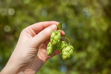 Naklejka na ściany i meble Female hand holding green hop cones. Green hops for beer.