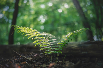 Paproć w lesie © wrzesientomek