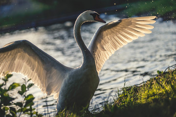 Łabędź niemy © wrzesientomek