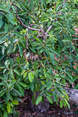 Cultivation of tasty hass avocado trees, organic avocado plantations in Costa Tropical, Andalusia, Spain