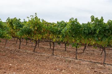 Fototapeta na wymiar Landscape with famous sweet sherry wine pedro ximenez grape vineyards in Montilla-Moriles region, Andalusia, Spain, near Montemayor