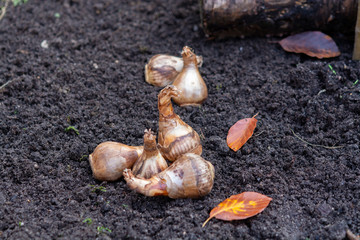 Autumn garden works, spring flowers bulbs ready for planting