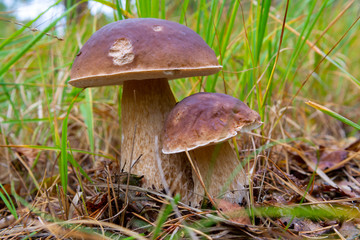 Edible forest mushroom Boletus Edulis or porcini fungus, tasty vegetarian food