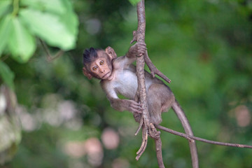 可愛いサル