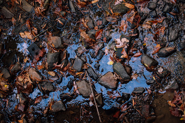 Autumn leaves & rocks