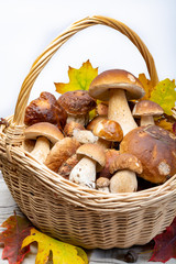 Basket with fresh edible forest mushrooms Boletus Edulis or porcini fungus, tasty vegetarian food