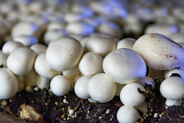 White champignon mushrooms growing in dark grotten on champignons farm