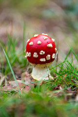Red amanita unedible toxic forest mushroom