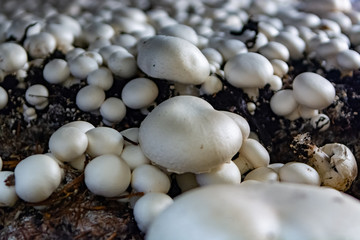 White champignon mushrooms growing in dark grotten on champignons farm