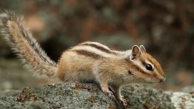 Close-up of a little curious Chipmunk looking at the camera. Slow motion.
