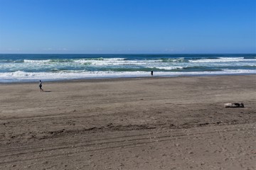 Fototapeta na wymiar Ocean beach with blue skies and beach grasses.