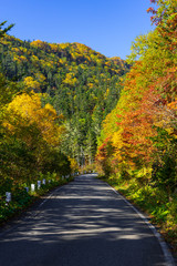 【長野県】北アルプス　紅葉の乗鞍岳　乗鞍エコーライン