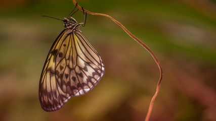 Fototapeta na wymiar butterfly on leaf. Tree nymph butterfly.