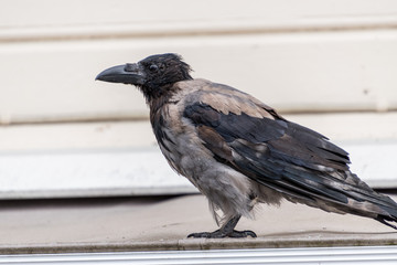 Crow
