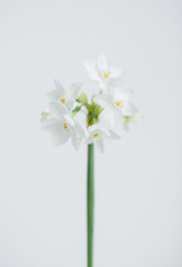 Flower of a tender daffodil on a white background. Soft focus.