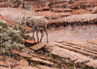 A horizontal image of a young desert big horned sheep eating leaves from a bush with snowflakes...