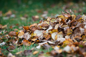 small pile of fallen withered autumnal yellow and brown leaves on the grass