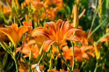 Obraz premium Flowers of orange lilies. Lilies among the grass.