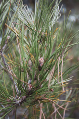 Fototapeta premium Pine tree needles