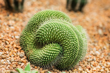 Cristata Cactus, Mammillaria spinosissima. cactus isolated on pebble background. close up green cactus.