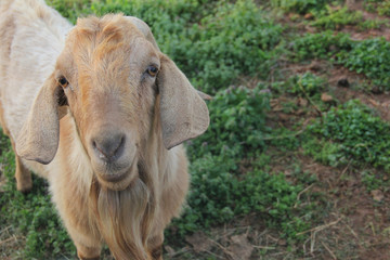 Fototapeta premium billy goat