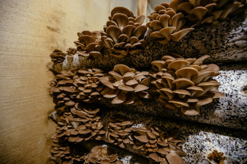 Oyster mushroom cultivation growing in farm on oil cake substrate