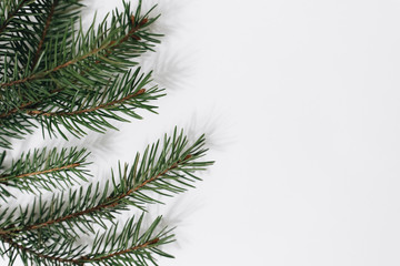 Christmas tree branch on a white background