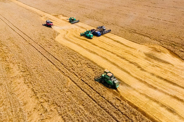 Harvesting wheat harvester. Agricultural machines harvest grain
