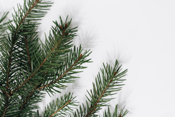 Christmas tree branch on a white background