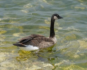canada goose