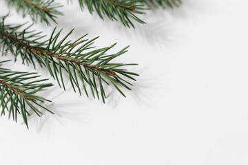 Christmas tree branch on a white background