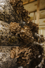 Oyster mushroom cultivation growing in farm on oil cake substrate