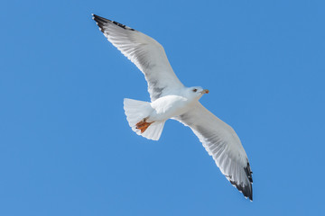 Seagull flying above the sea on the blue sky baclground