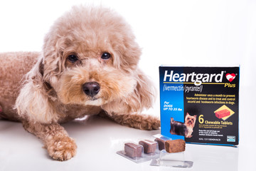 Does Ivermectin Kill Heartworms | Ivermectin Medication for Heartworm and Other Parasites | 