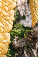 Monkeys in Batu cave, Kuala Lumpur, Malaysia