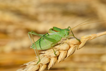 Isophya. Grasshopper is an isophy on a wheat spikelet.