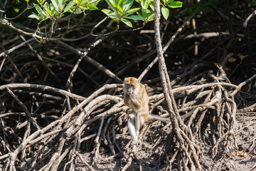 wild monkey at the mangrove of Langkawi, Malaysia