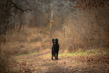 park dog