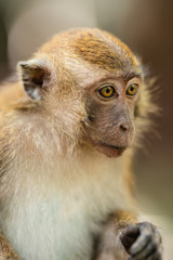 Detail portrait of wild macaque