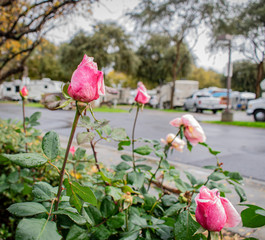 Fototapeta na wymiar pink roses in the garden
