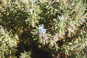 rosemary leaves with flower