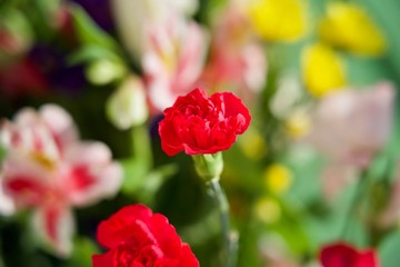 色んな花の中に赤いカーネーション