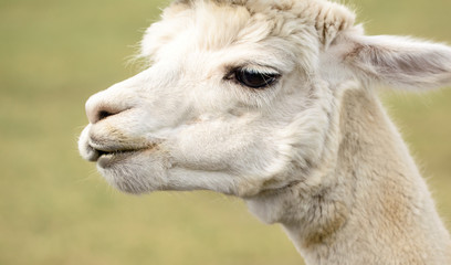 Portrait of White Alpaca