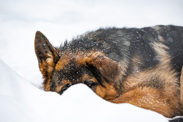 snow dogs