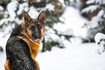 snow dogs