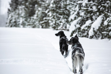 Fototapeta na wymiar snow dogs