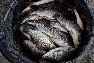 River fish in a plastic bucket. Fish catch. Carp and carp. Weed