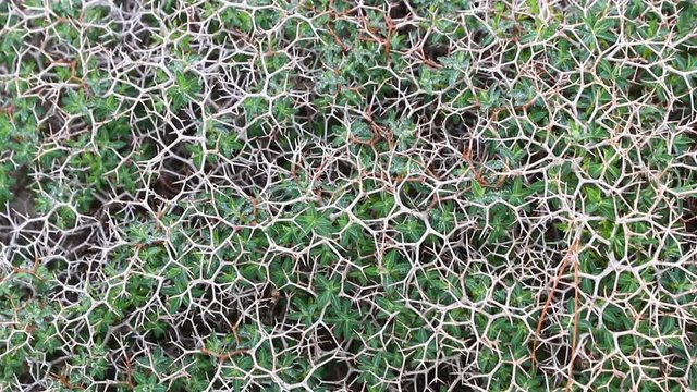 Close-up view of dried Launaea arborescens plants. Woody base shrub, dense and intricate, very branched in a zigzag shape, laticiferous, with spiny appearance after the fall of chapters. FullHD video