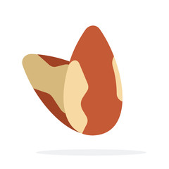 Brazil nuts vertically flat isolated